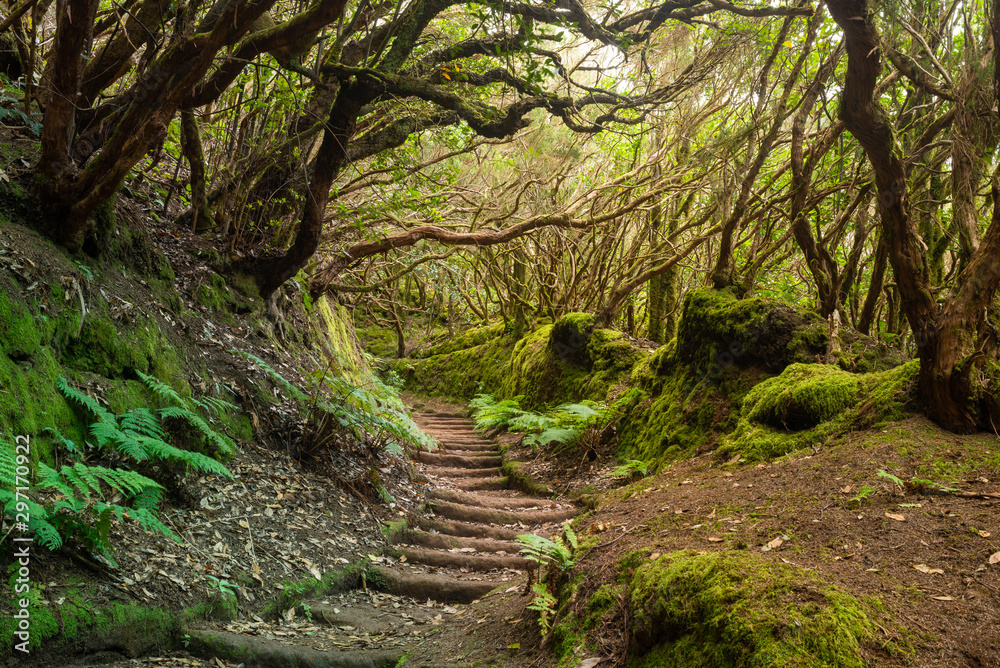 Bosque de Anaga, Tenerife